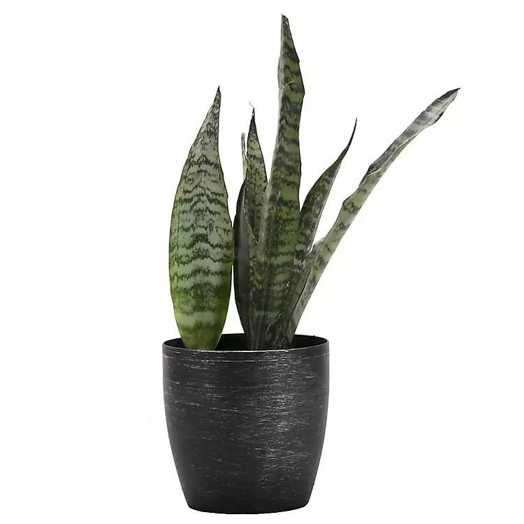 Live Snake Zeylancia in Brushed Silver Pot, 10 in. | Kirkland's Home