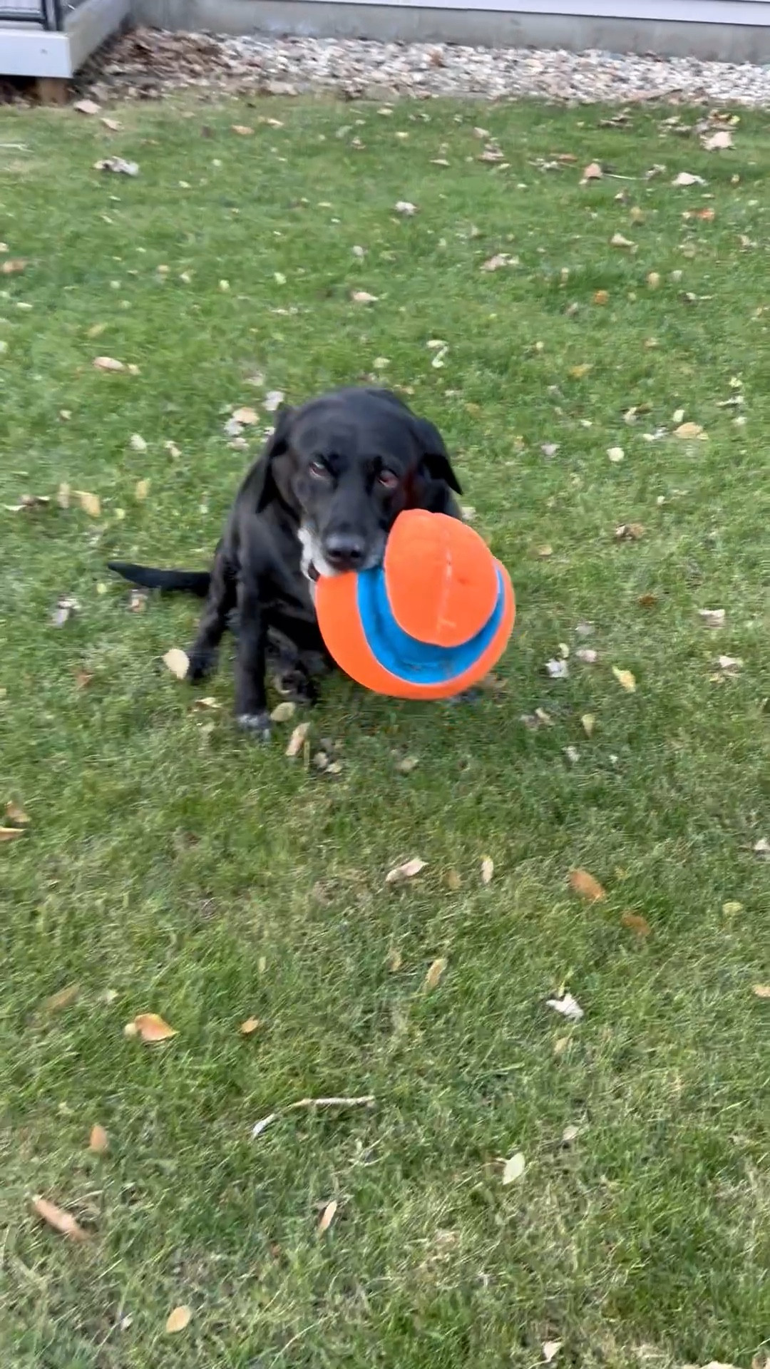 Th best dog Christmas present! @chewy

#LTKHoliday #LTKGiftGuide #LTKFindsUnder50