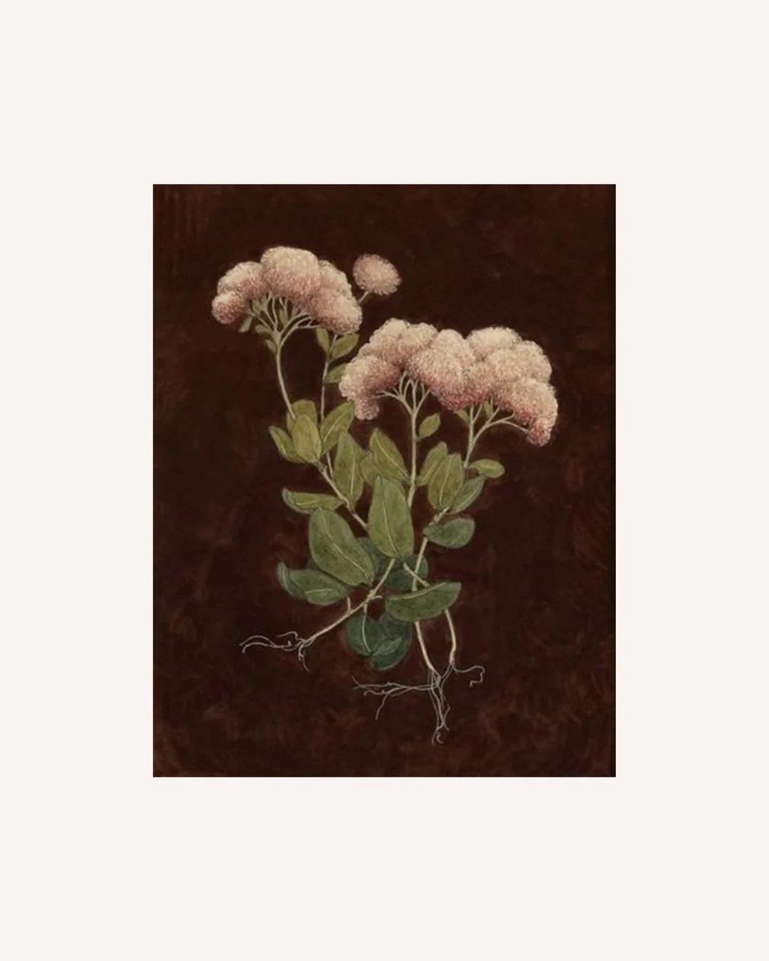 Sedum Print- 11x14 | Brooke & Lou | Brooke and Lou