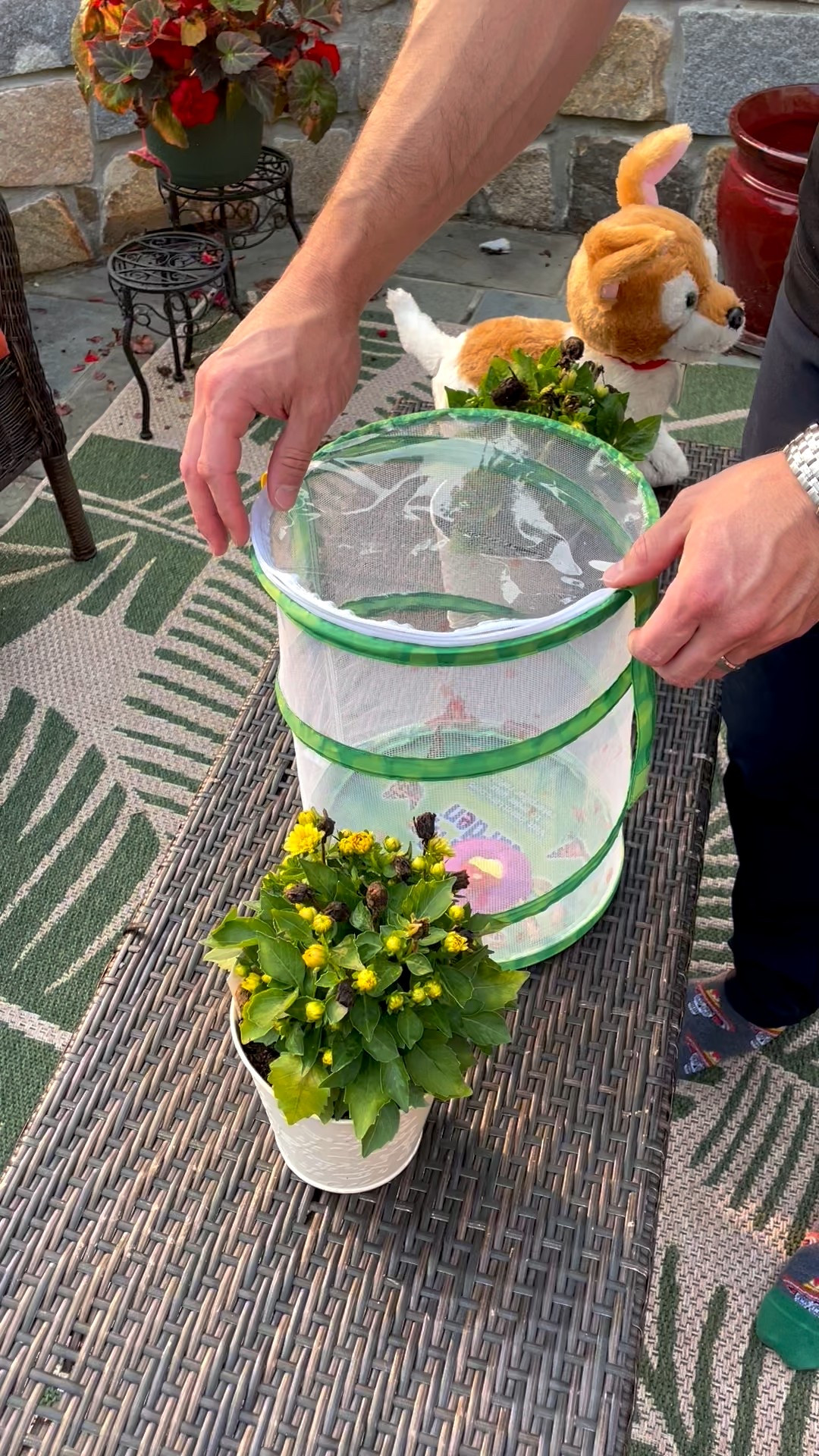 Fun and entertaining way to keep your kids curious.

We love watching butterflies grow!

#ltkamazon #ltkfall #ltktoddler #ltktoys

#LTKFamily #LTKHome #LTKKids