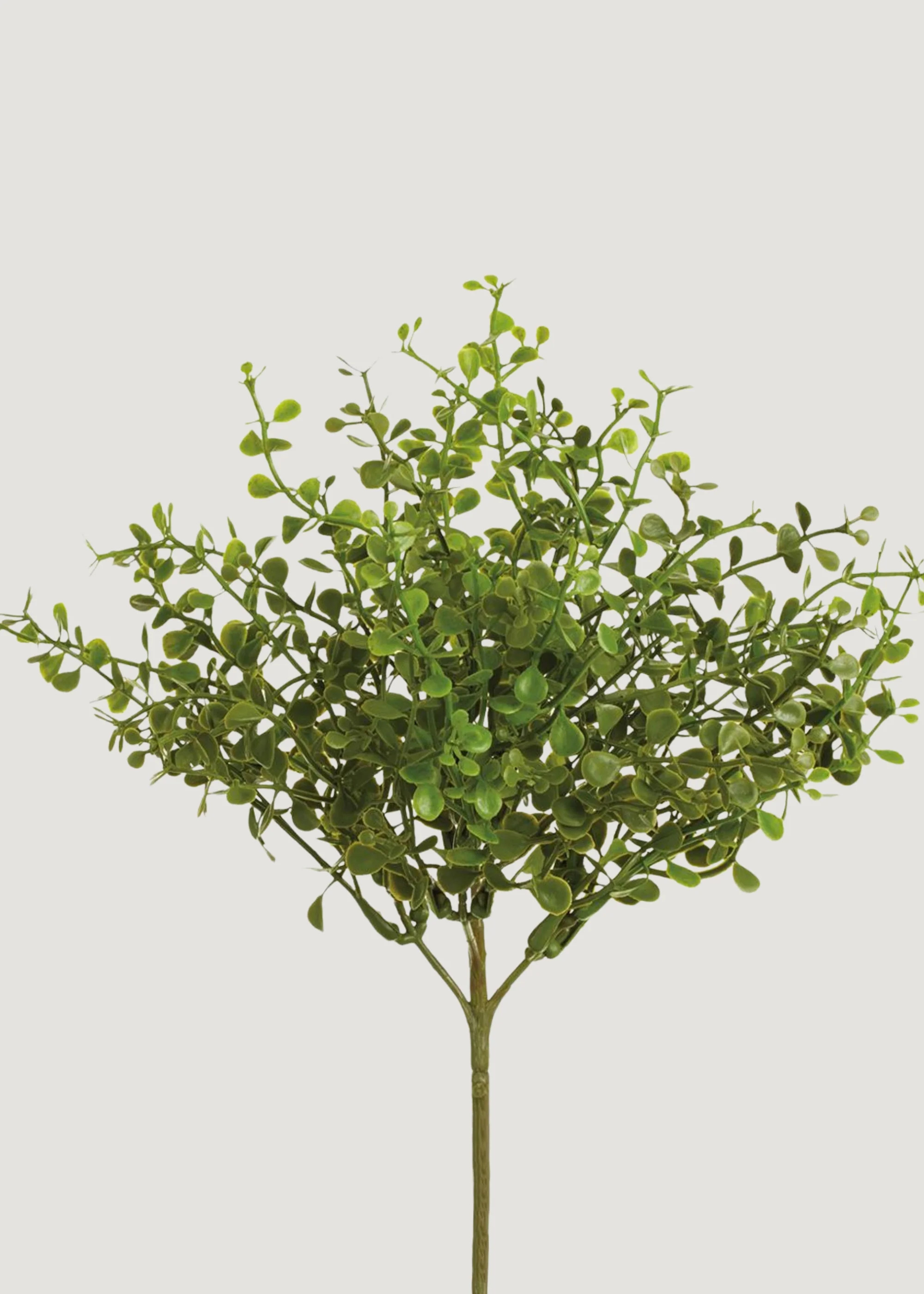 Button Fern Bush | UV Resistant Fake Plants at Afloral | Afloral