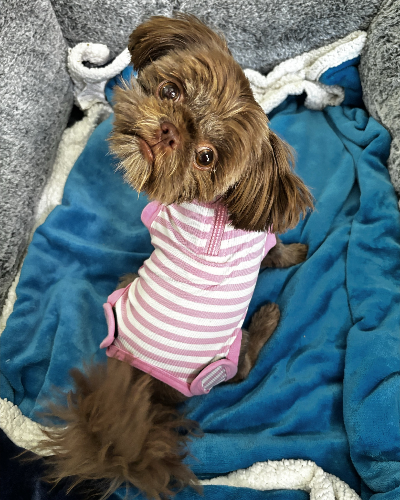 Perfect surgery suit for dogs with access to a doggie door. Plus light for warm climates. Skip the cone! This soft, stretchy recovery suit is a gentle and effective alternative for dogs healing from surgery or spay/neuter procedures. It keeps wounds protected, reduces anxiety, and let’s be real it looks adorable too. At under $18, it’s a small price for your pup’s comfort and your peace of mind. Linked on my LTK for easy post-surgery care!

Available in different prints. Extra small 23X.

#dog 

#LTKHome #LTKSaleAlert #LTKFamily