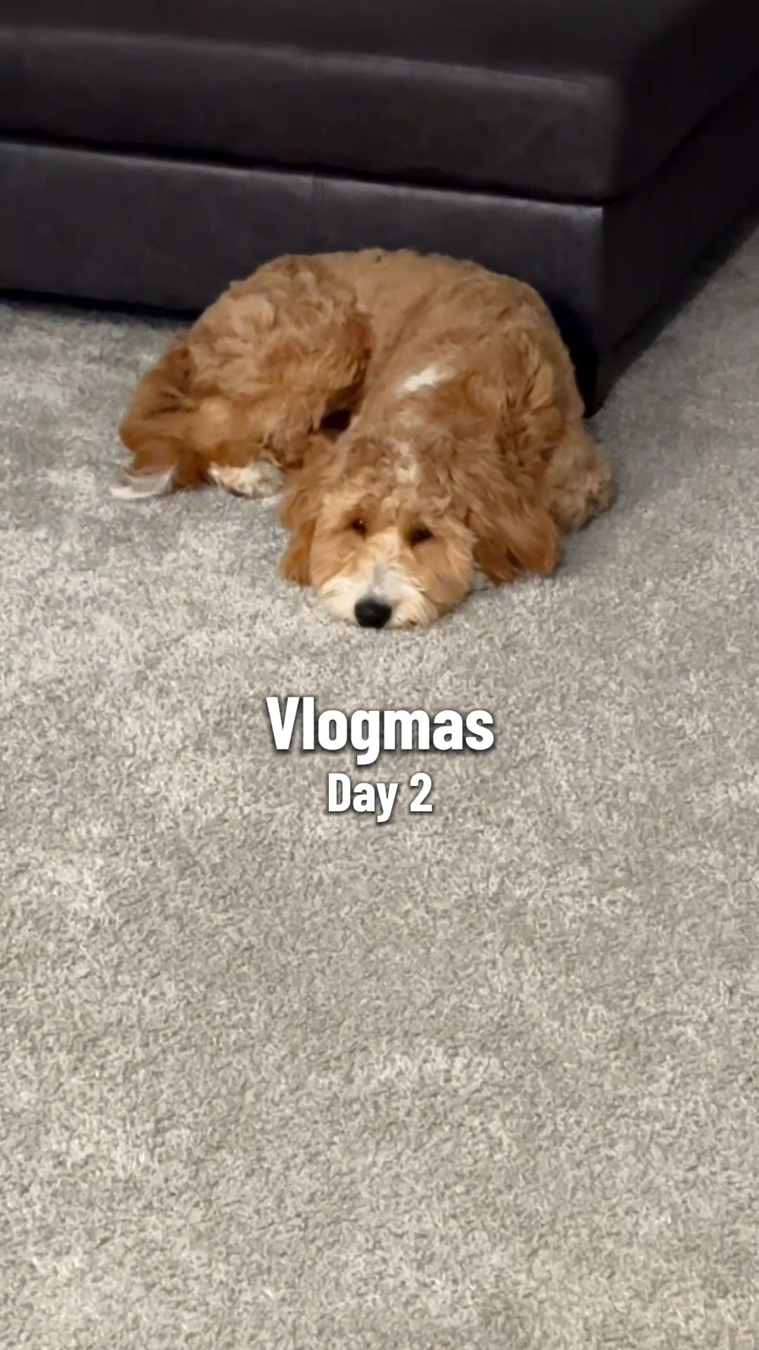 Day 2 of 25!! Happy Vlogmas friends🎄And yes we missed day 1… let’s not be surprised 😅 
#vlogmas #vlogmas2025 @comfrt @kadct @sgspets @rabbitgoo @amazon

#LTKHoliday #LTKdayinmylife #LTKvlog