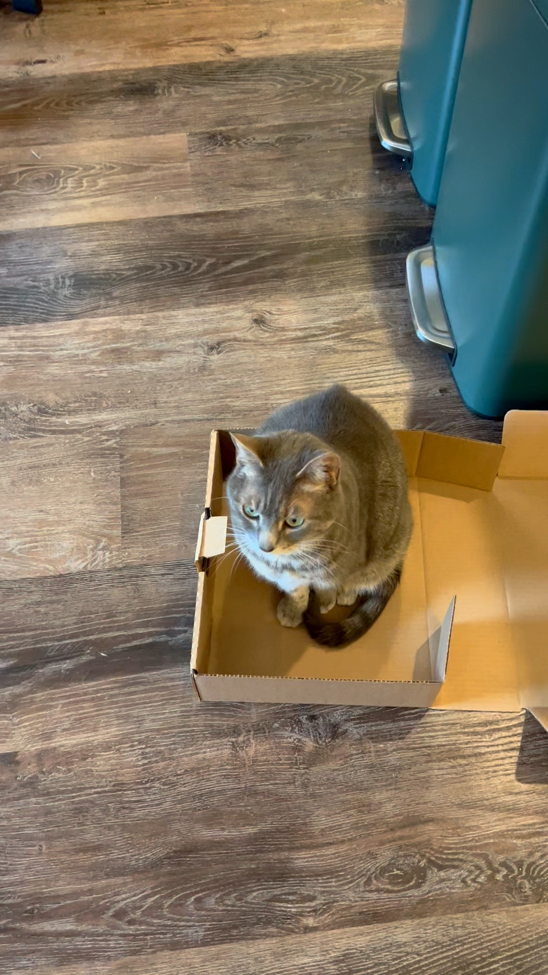 Must-have cat deals from Chewy 🐾😻 handy cat supplies, toys, and treats to make your cat happy (and your life easier!) — now on sale!! 

#LTKFamily #LTKSaleAlert #LTKPets