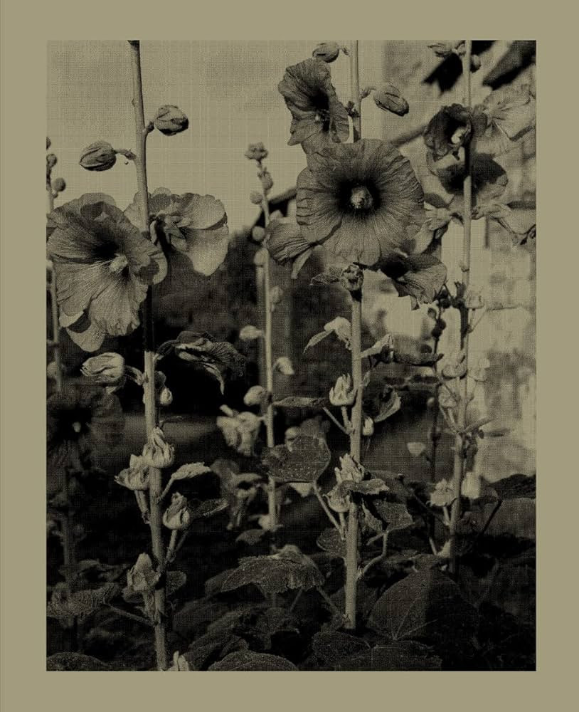 Nicholas Nixon: Closing the Distance | Amazon (US)