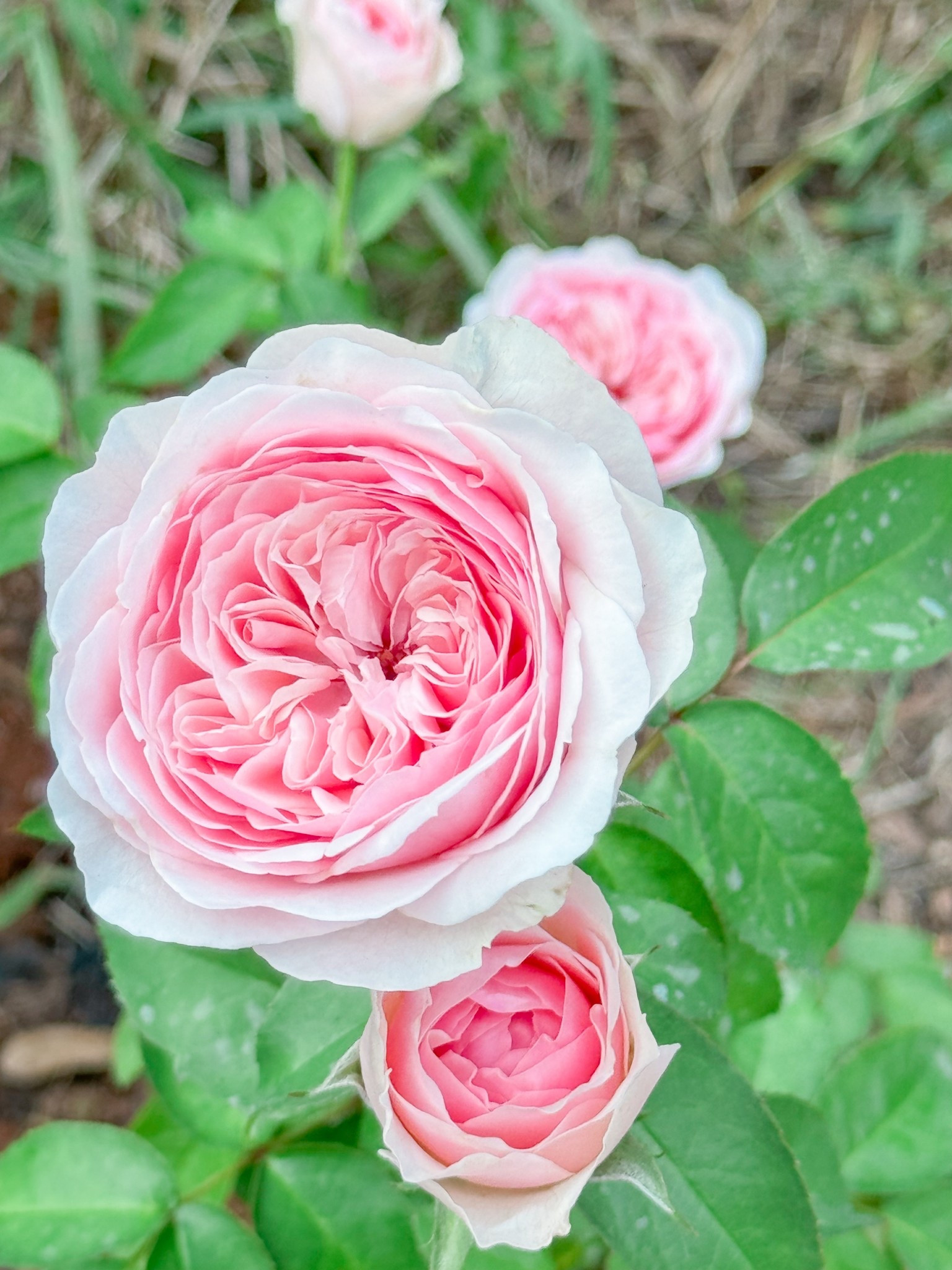 Senlitsu is a stunner of a rose!!! 