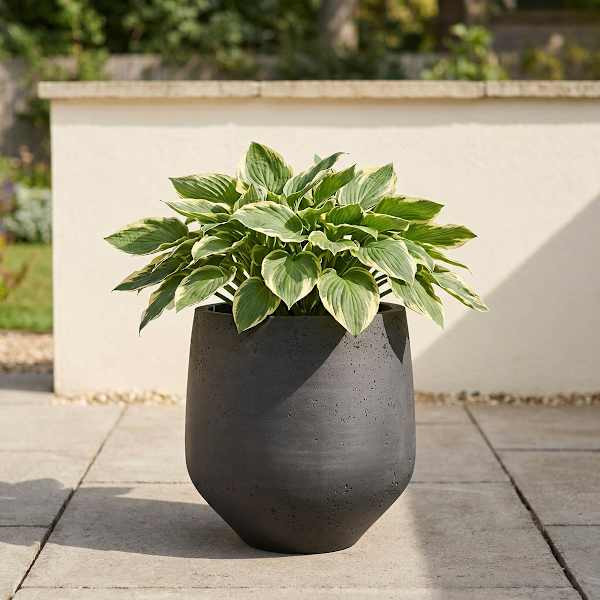 Black Cement Planter, Extra Large | At Home