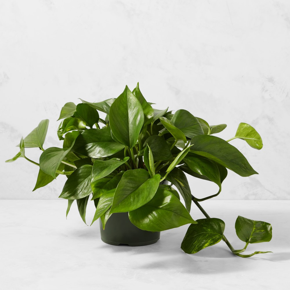 Live Pothos House Plant, 9" | Williams-Sonoma
