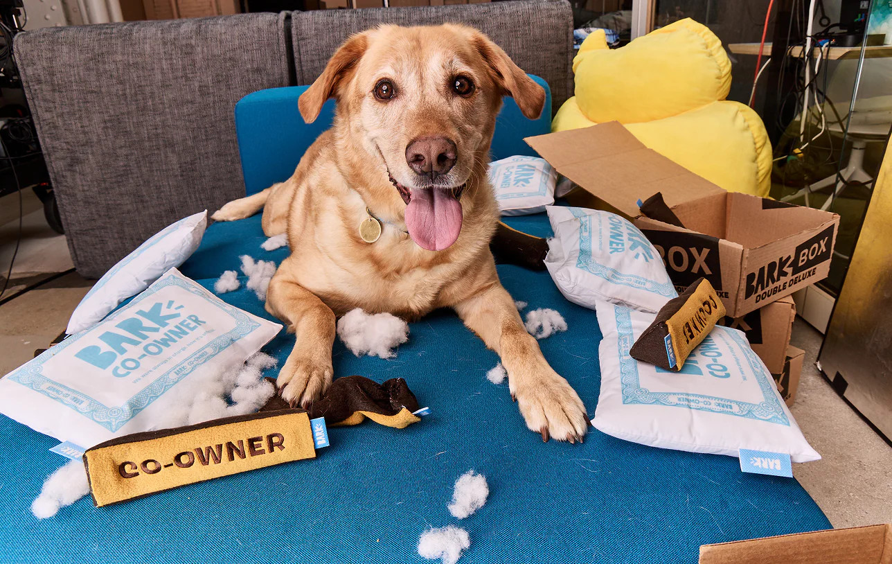 We're Hiring a Dog. | BARK