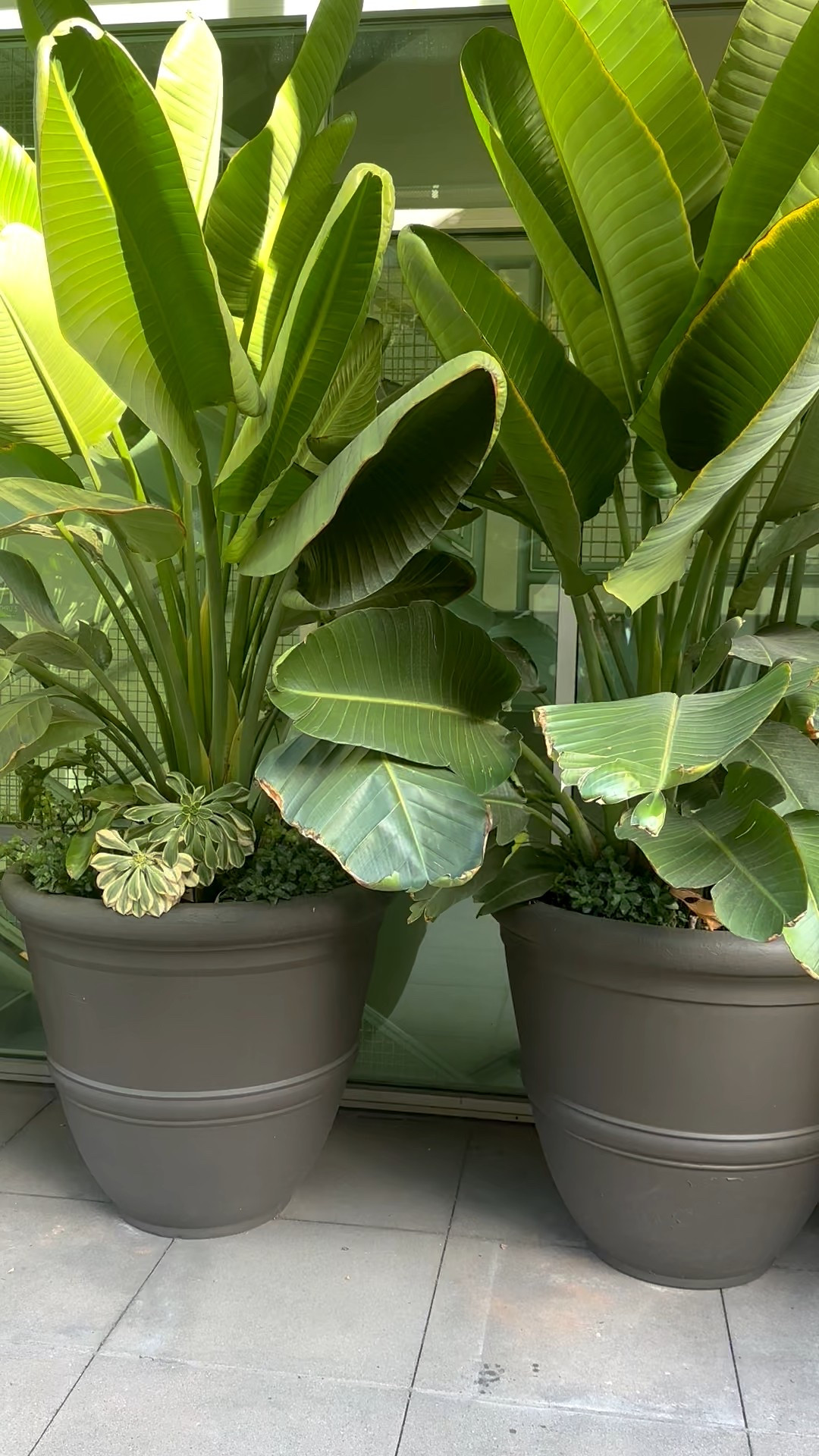 Bringing life into every corner.
#planter #homegreenery #cozyhome #styledspaces #designdetails

#LTKHome #LTKdayinmylife