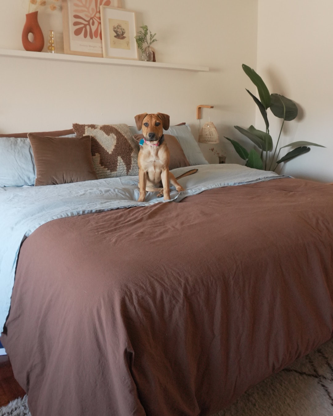 The most comfortable bedding from Amazon! The sheets are linen and soooo soft and they have lots of colors. Plus it’s Murray approved 

#LTKSpringSale #LTKHome #LTKFindsUnder100