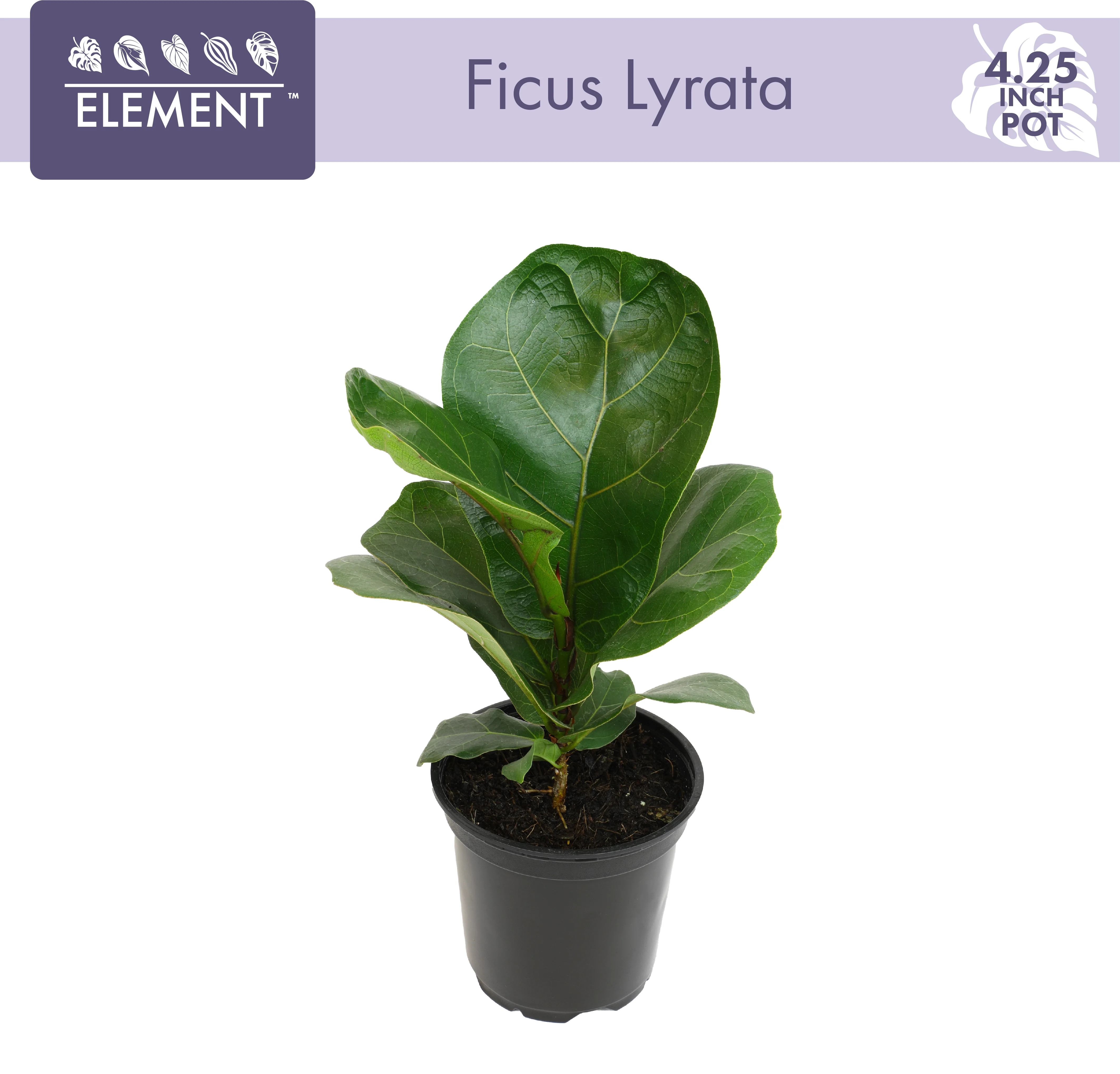 ELEMENT BY ALTMAN PLANTS 4.25" Ficus Lyrata Fiddle Leaf Fig Plant, House Plants Indoors Live Ficu... | Walmart (US)