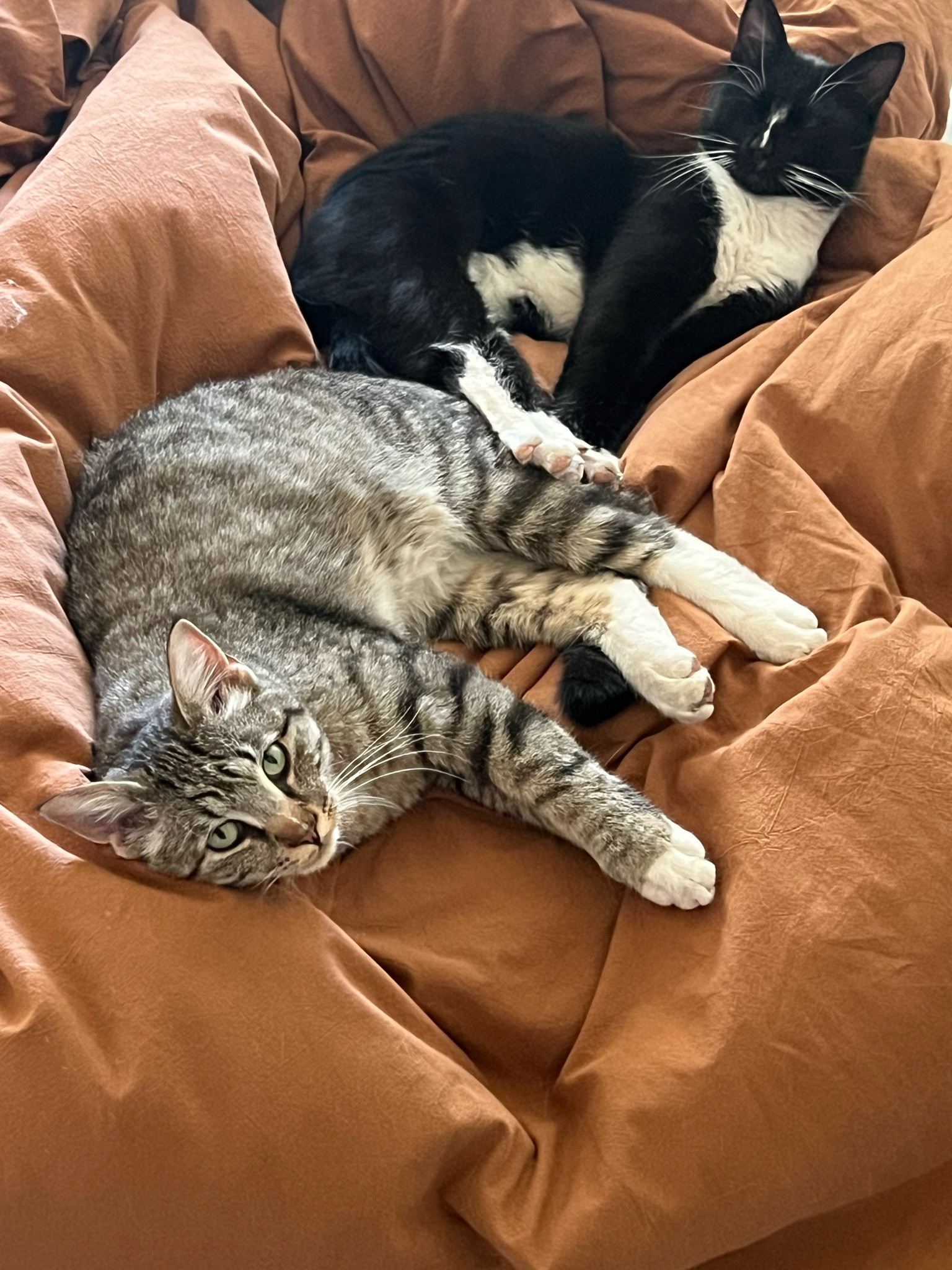 The coziest fall linen duvet cover! It has a zipper enclosure instead of buttons which is the BEST!! I absolutely love this cozy bedding… and so do the kitties 

#LTKhome #LTKfindsunder100 #LTKSeasonal