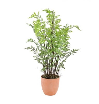 30" Terra Cotta Potted Fern | The Nested Fig