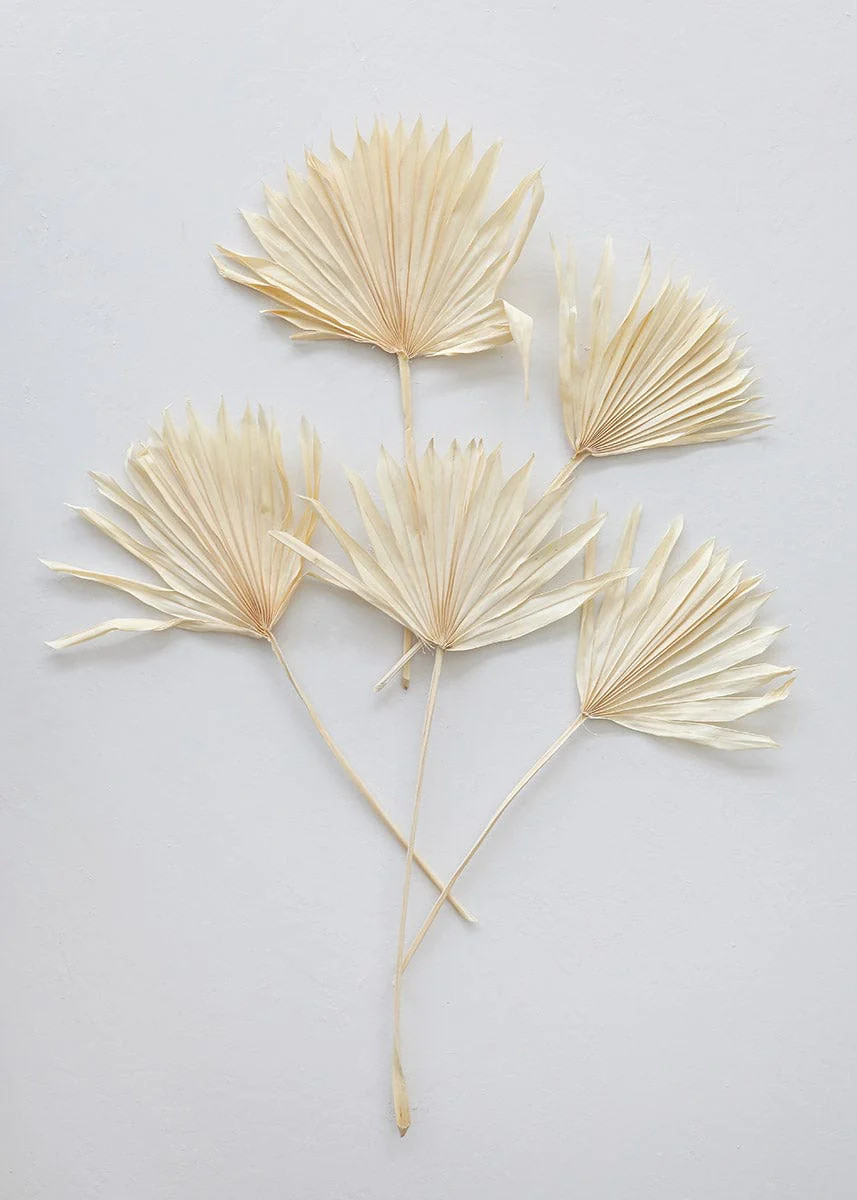 Dried Sun Palm Leaves in Bleached Cream White | Afloral.com | Afloral