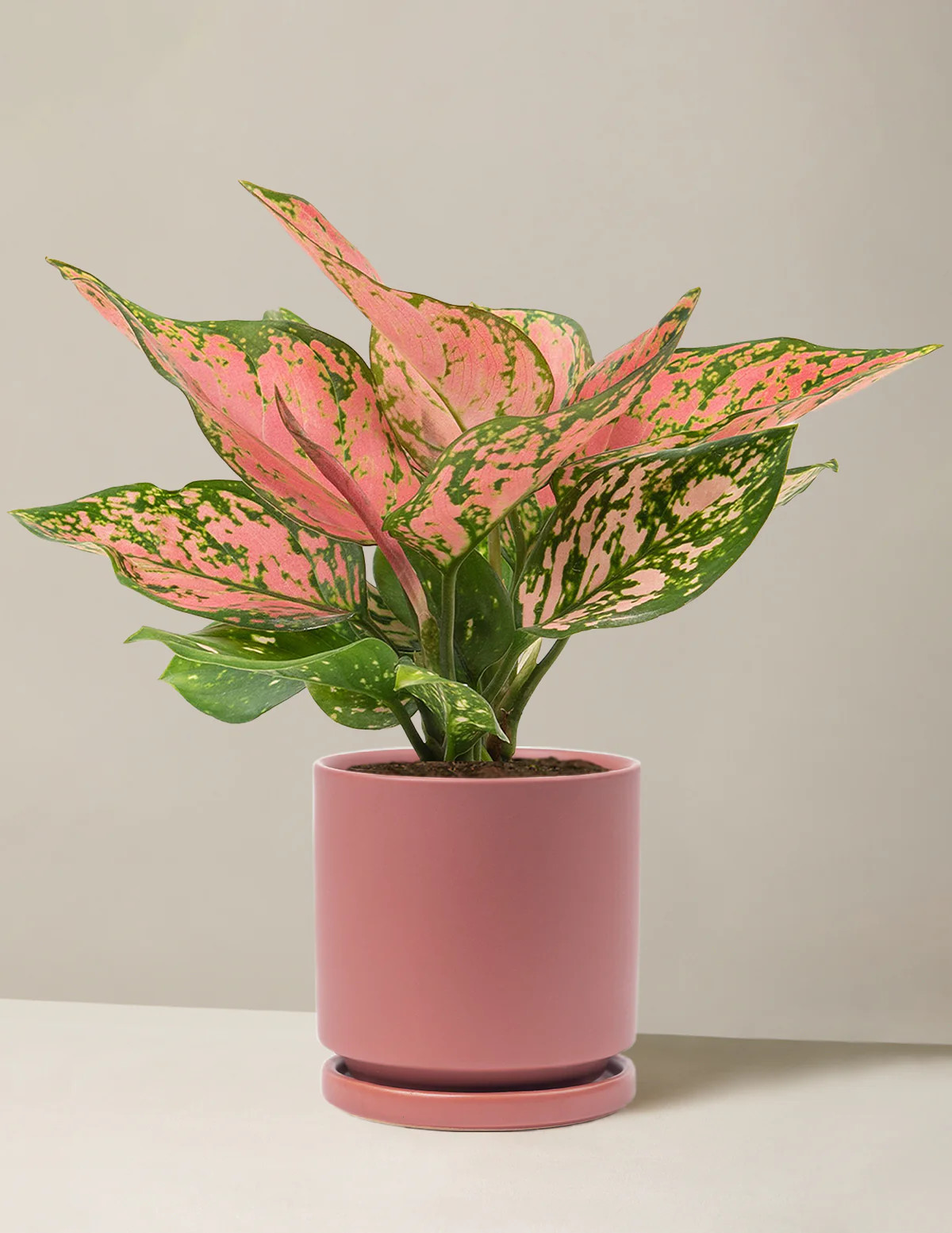Aglaonema Wishes | The Sill