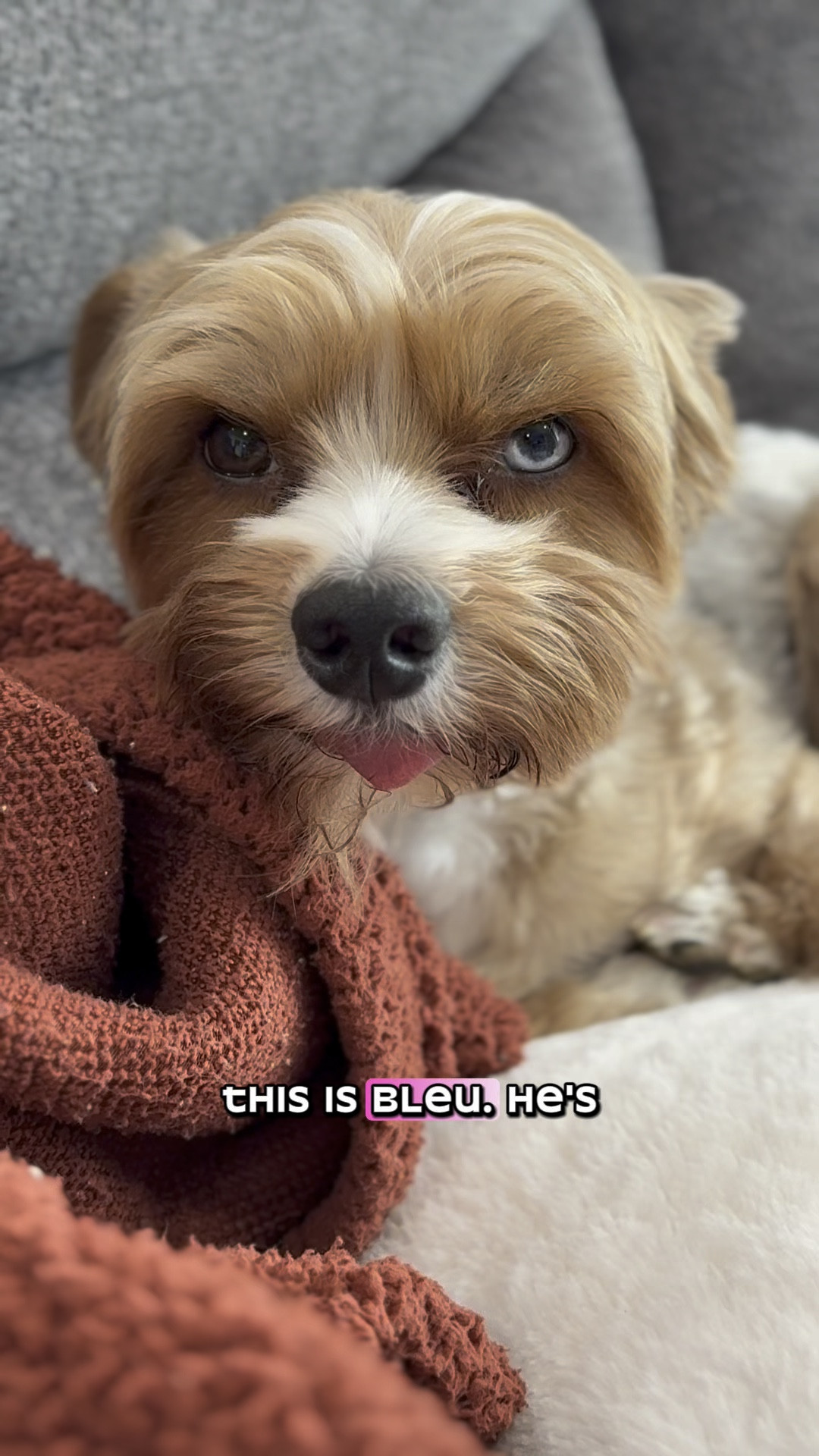 Meet our quirky boy, Bleu. He’s growing his friend group and wanted to be a good host for his latest chase buddies  

#LTKWatchNow #LTKPets #LTKHome