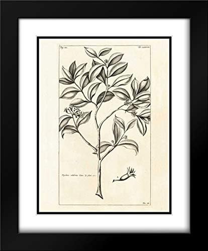 Amazon.com: Wild Apple Portfolio 28x33 Black Modern Frame and Double Matted Museum Art Print Titl... | Amazon (US)