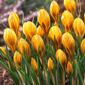 Buy Fuscotinctus Snow Crocus Online | Spring Bulbs | Breck's | Brecks