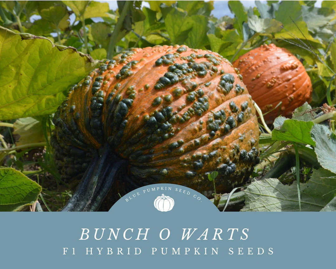 Bunch O Warts F1 Pumpkin Seeds -classic Beauty With Warts, Sturdy Handles, and Resistance to Powd... | Etsy (US)