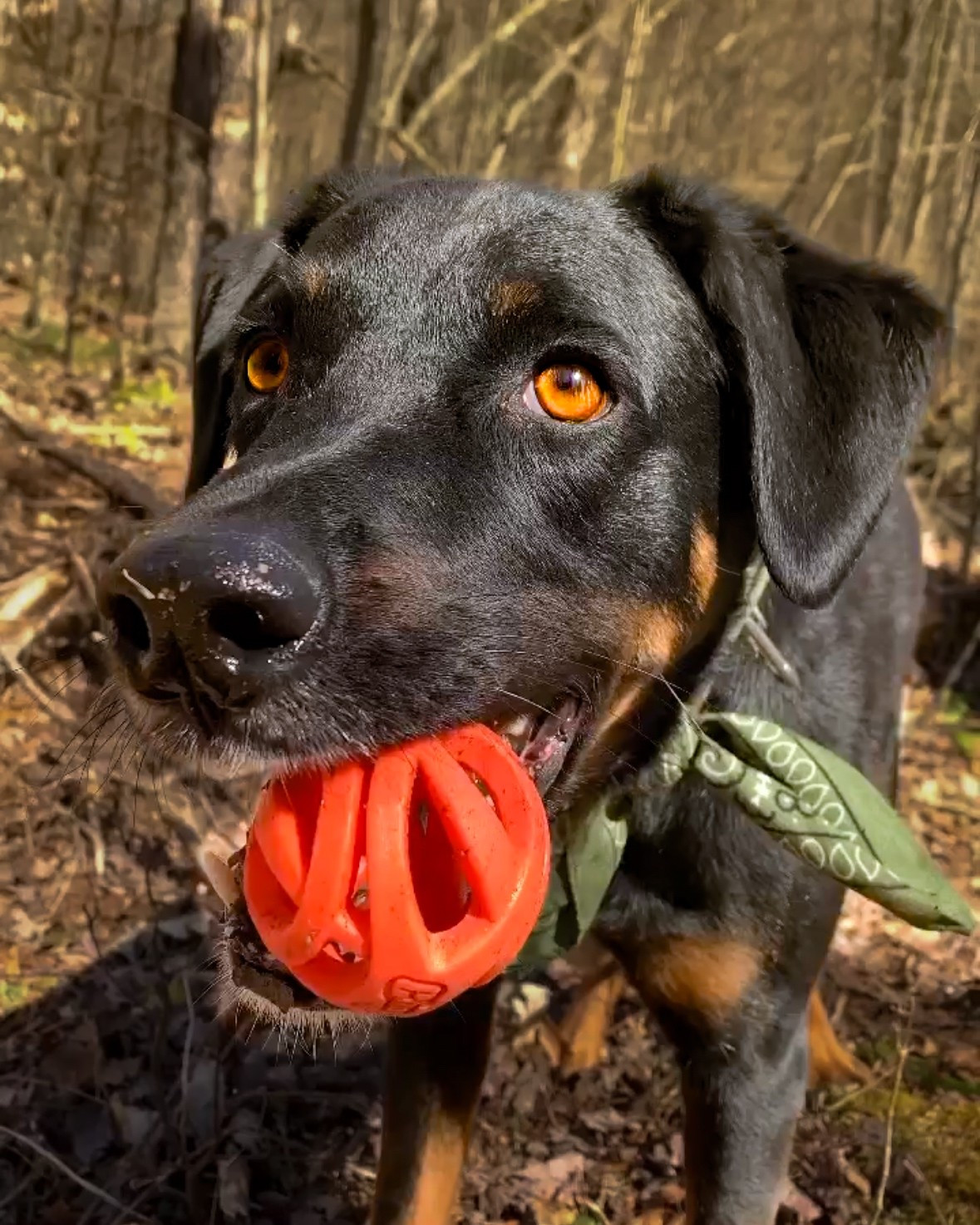 Our favorite ChuckIt! Air Fetch balls are part of Petco’s Buy One, Get one 50% off this weekend! Check out all the deals at Petco!
.
.
.
.
.
.
#chuckit #dog #dogmom #pets 

#LTKFamily #LTKHome #LTKPets
