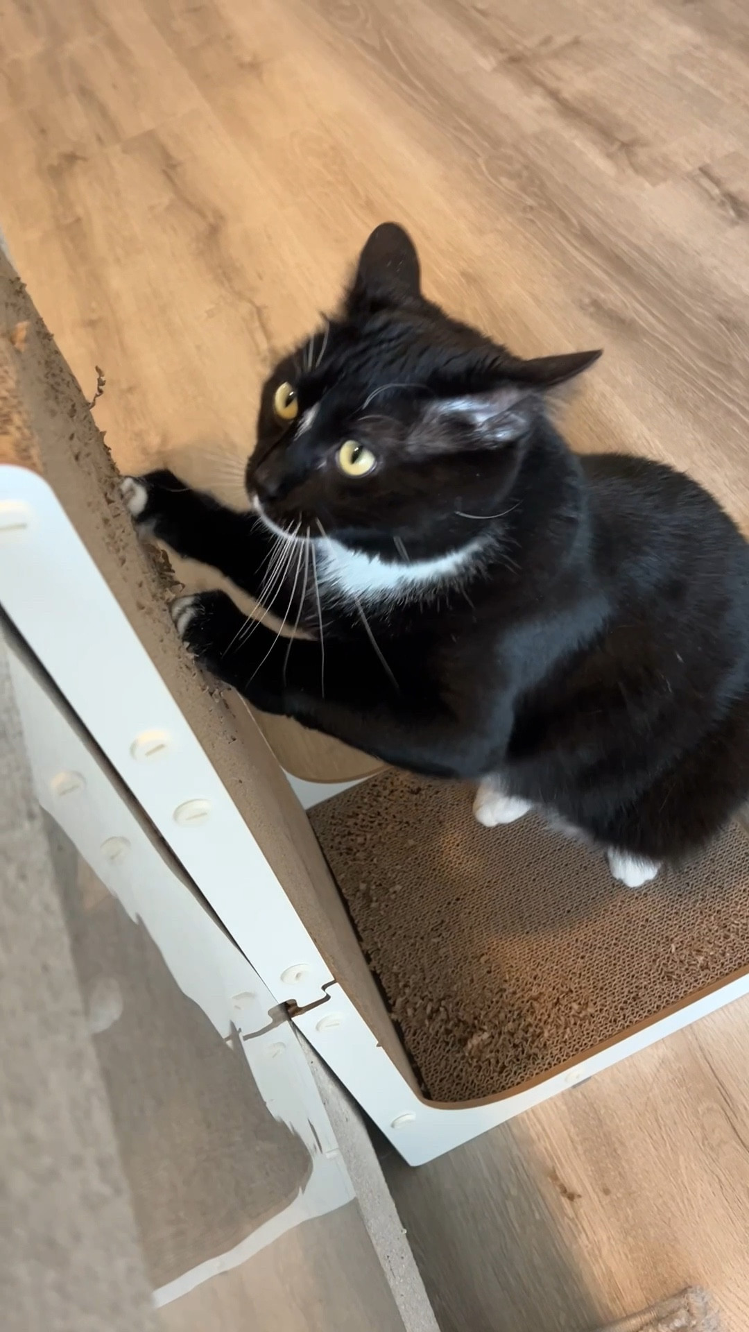 Cat scratcher and furniture protector! 

#LTKSaleAlert #LTKPets #LTKHome