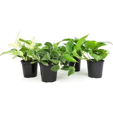 Live Pothos Plants (4PK) Indoor Plants Live Houseplants, Indirect Sun By Succulents & Such | Walmart (US)