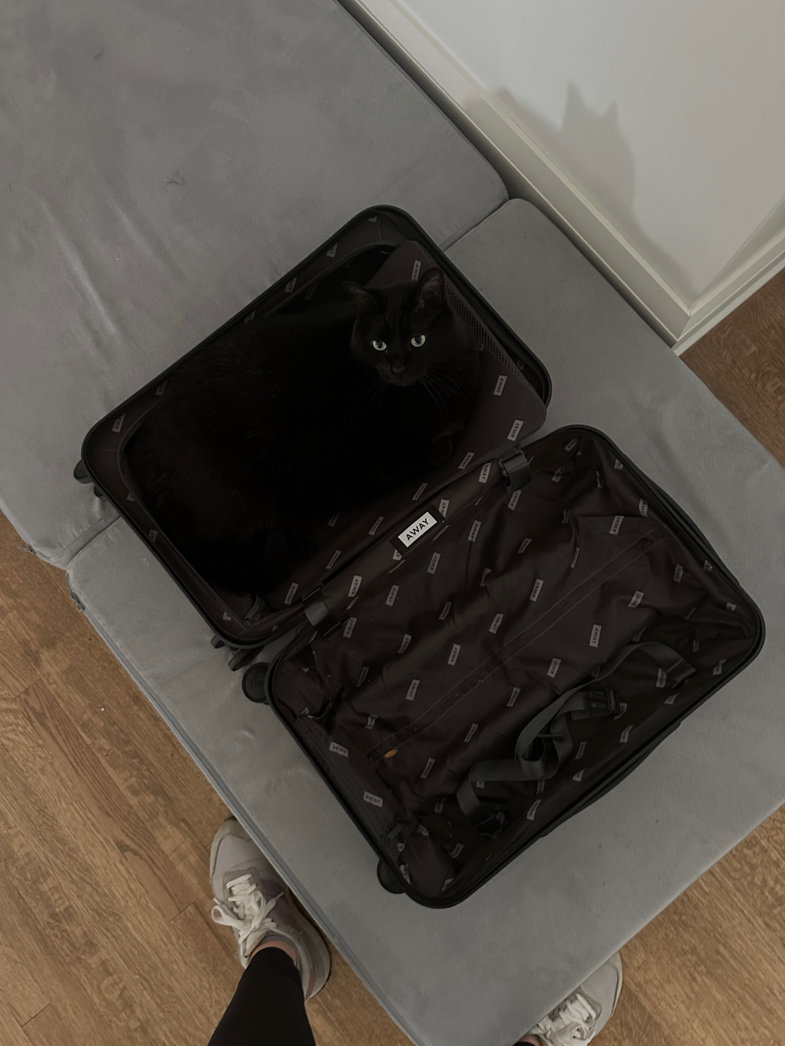 Suitcases + cats 🐈‍⬛ 