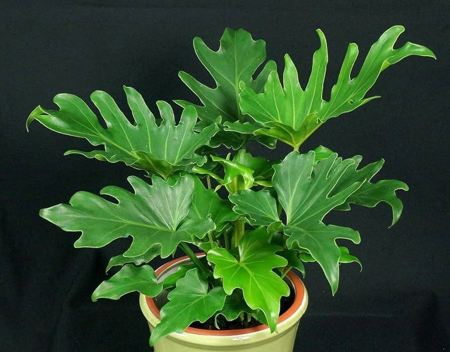 PHILODENDRON SELLOUM - 1 Plants - 1 Feet Tall - Ship in - Ship in 4" Pot | Amazon (US)