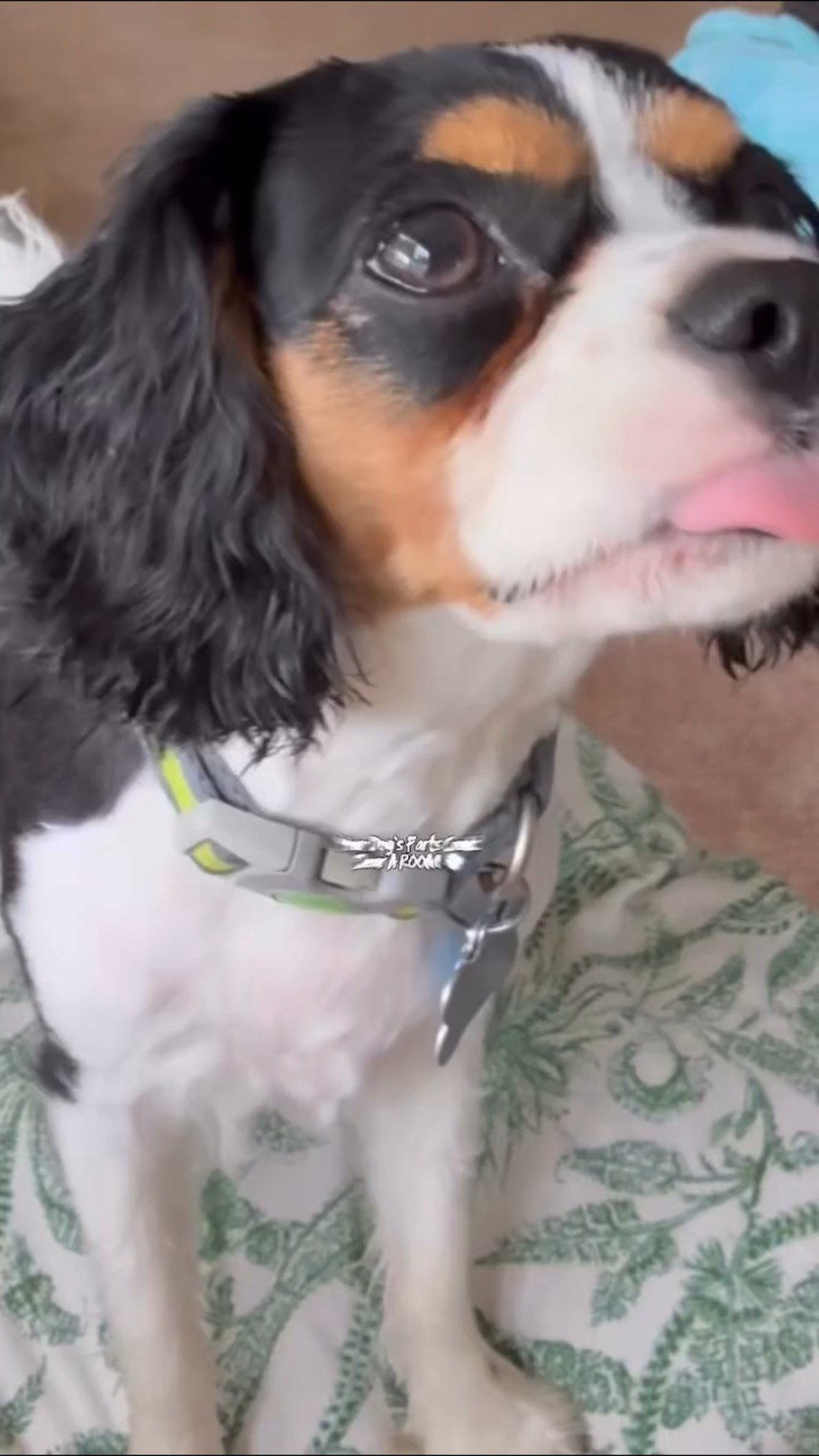 #giftedby @

Put a stop to those tear-causing farts once abs for all.  Try this 8-In-1 supplement chew.  Here’s why:

#LTKFamily #LTKPets #LTKActive