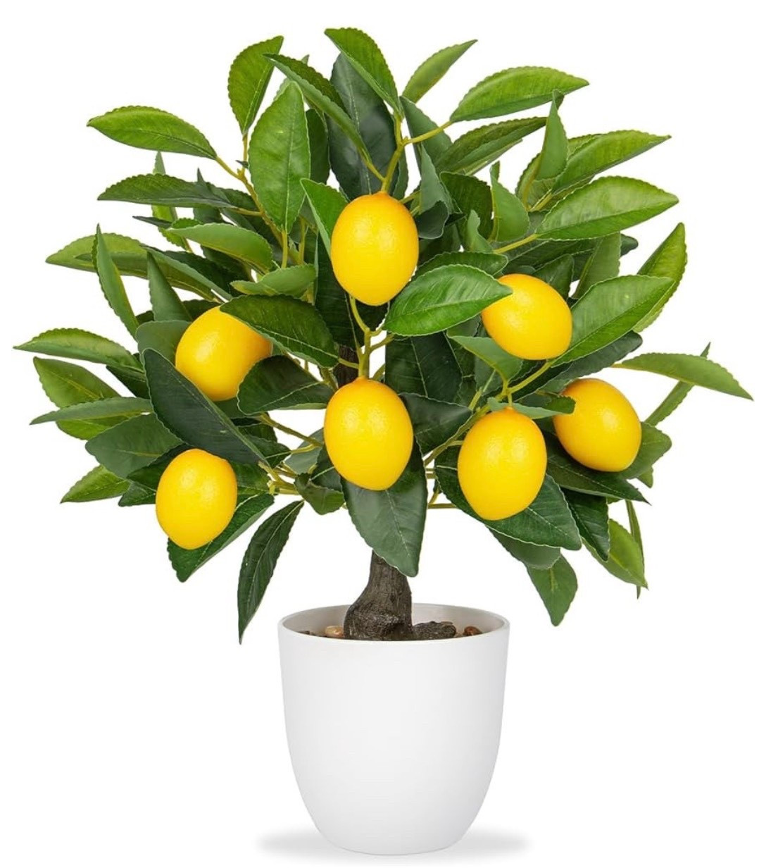 Lemon Plant 🍋

#LTKspring #LTKspringtrends #LTKHome