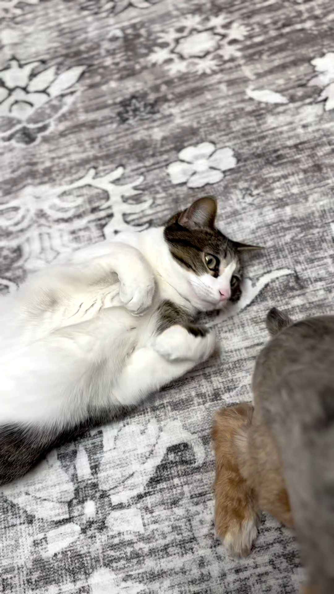 New large Black and White Area Rug for the Pet Pawlor. It matches Cat Coraline and she now thinks it’s just for her. 

Area Rug Indoor Vintage Living Room Carpet Washable Distressed Rug 

#LTKHome #LTKSaleAlert #LTKCyberWeek