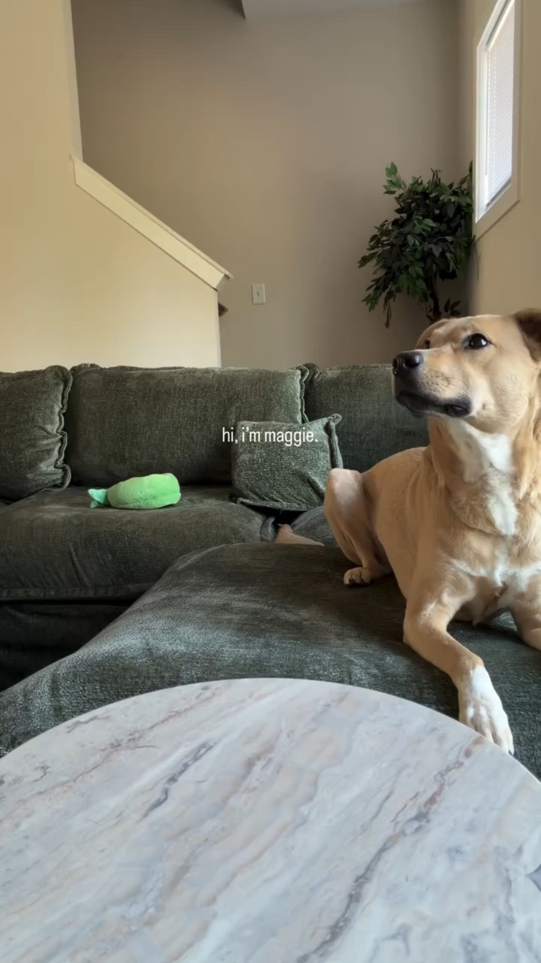 this felt less awkward in my head but… hi ☕
if you’re into cozy outfits, everyday life, and a dog who thinks she runs the house… you’ll probably like it here

send this to someone you’d split this coffee with 🤍

cozy lifestyle | everyday outfits | dog mom life | homebody aesthetic | charlotte creator

#nicetomeetyou #relatable #ilovethistrend