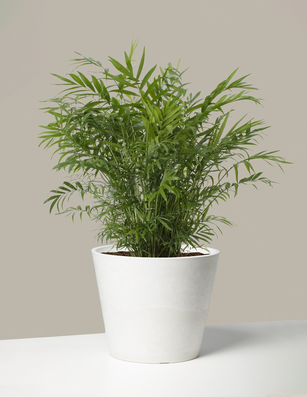 Parlor Palm
    $178$150
         Save 16% Bundle & Save Planter Bundle | The Sill
