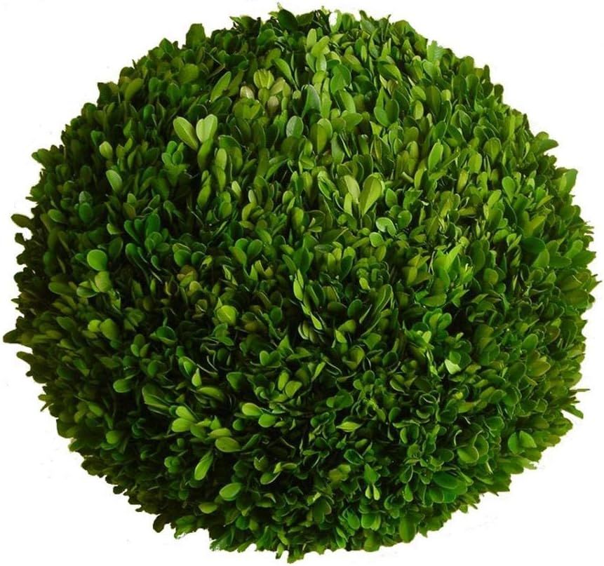 Mills Floral Preserved Boxwood Ball 10" | Amazon (US)