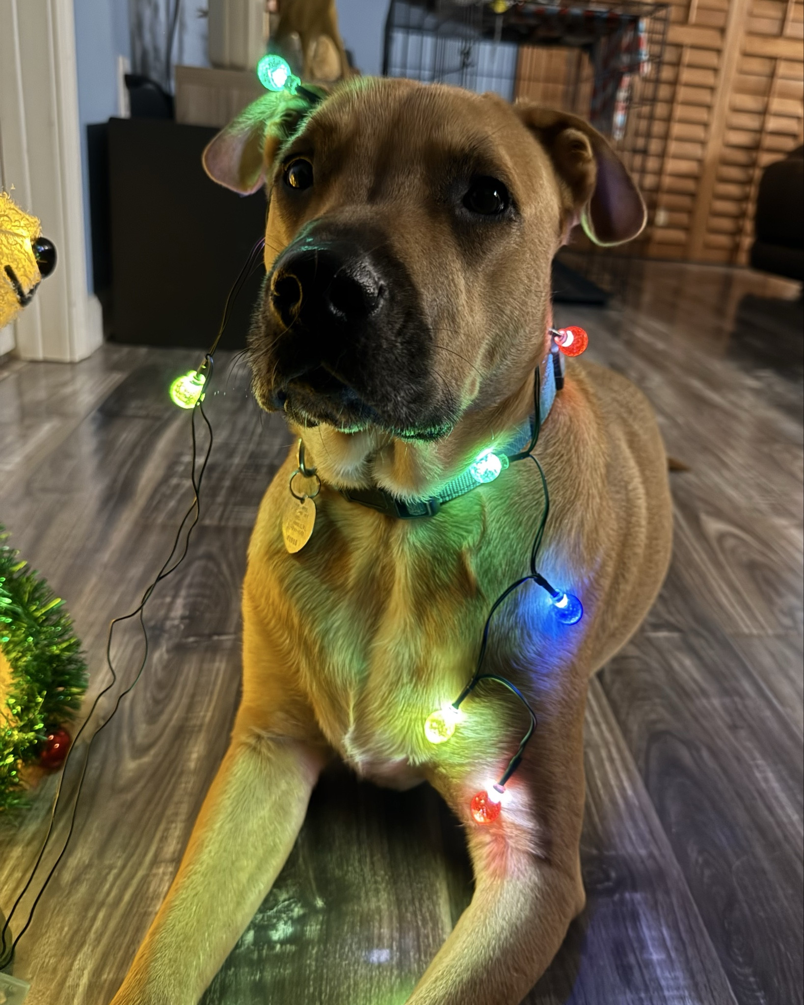 Niko is a professional at posing for the camera 📸 he must take notes from me🤣 he’s like did you get my good side … get a candid one

#LTKpets #dogmom #christmaslights #dogsofchristmas

#LTKHoliday #LTKHome