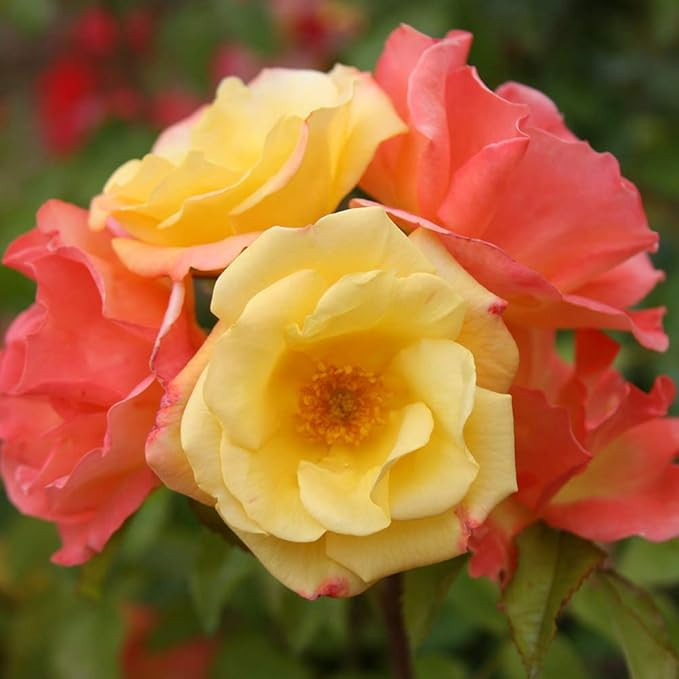 The Magician™ Climbing Rose by Heirloom Roses - Multi Colored Climbing Rose Bush | Amazon (US)