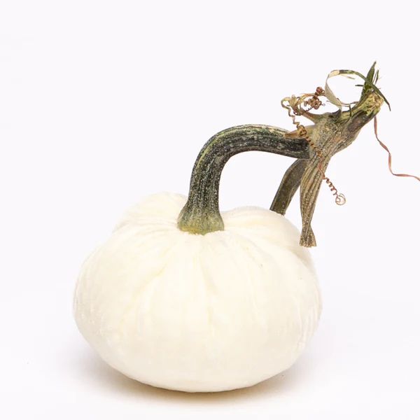 Ivory Silk Velvet Pumpkin | Hot Skwash