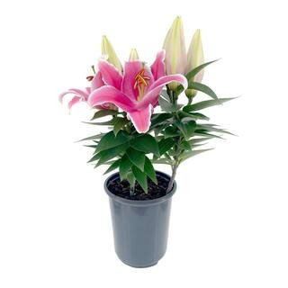 2.5 qt. Oriental Lily Perennial Plant with Pink Flowers - (1-Pack) | The Home Depot