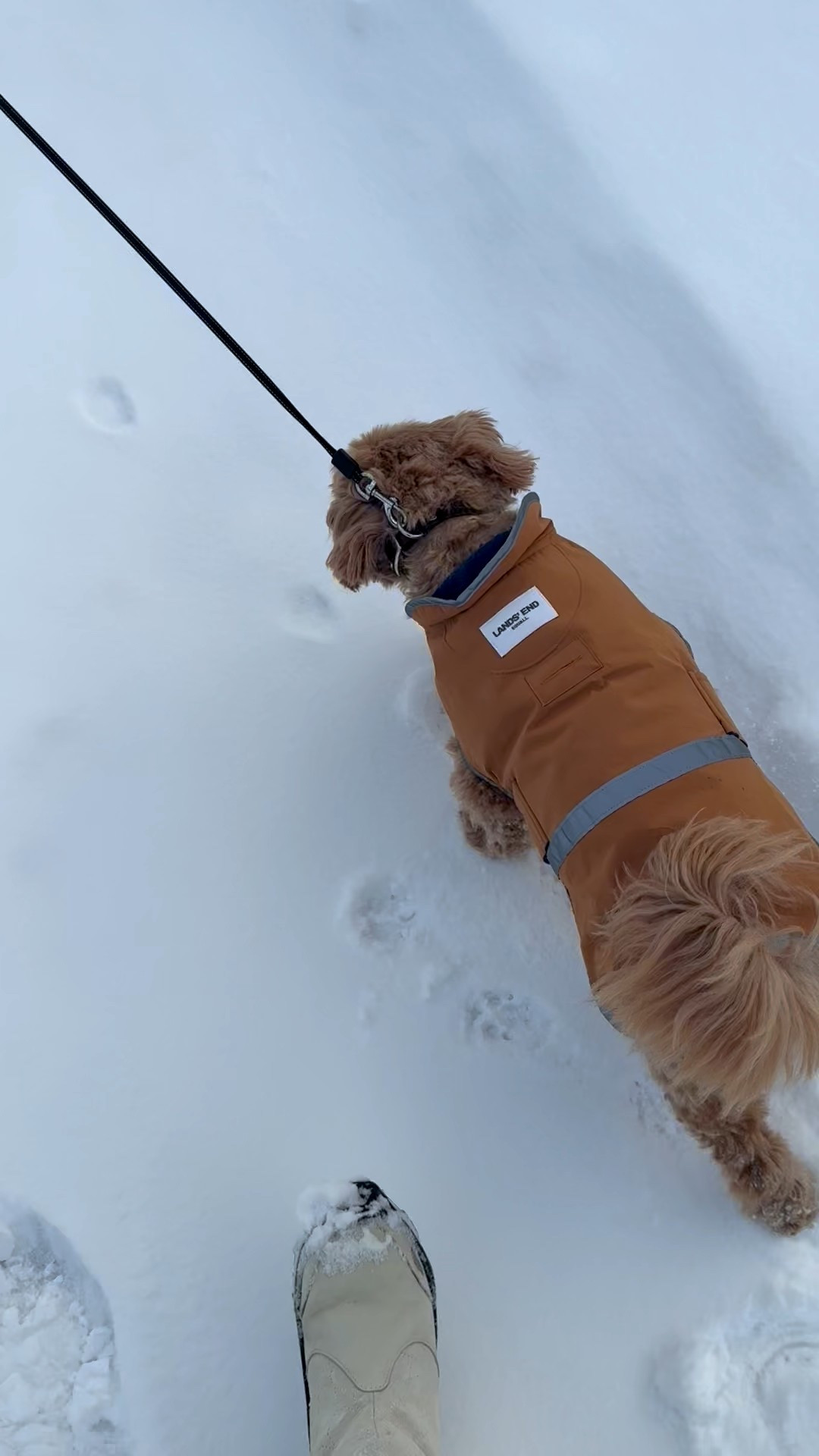 Baby rover in his warm coat.  He goes between this one another one from Barbour.  Happy baby -even tho he’s 13 🤣

#LTKmomlife #LTKOver40 #LTKmorningroutine