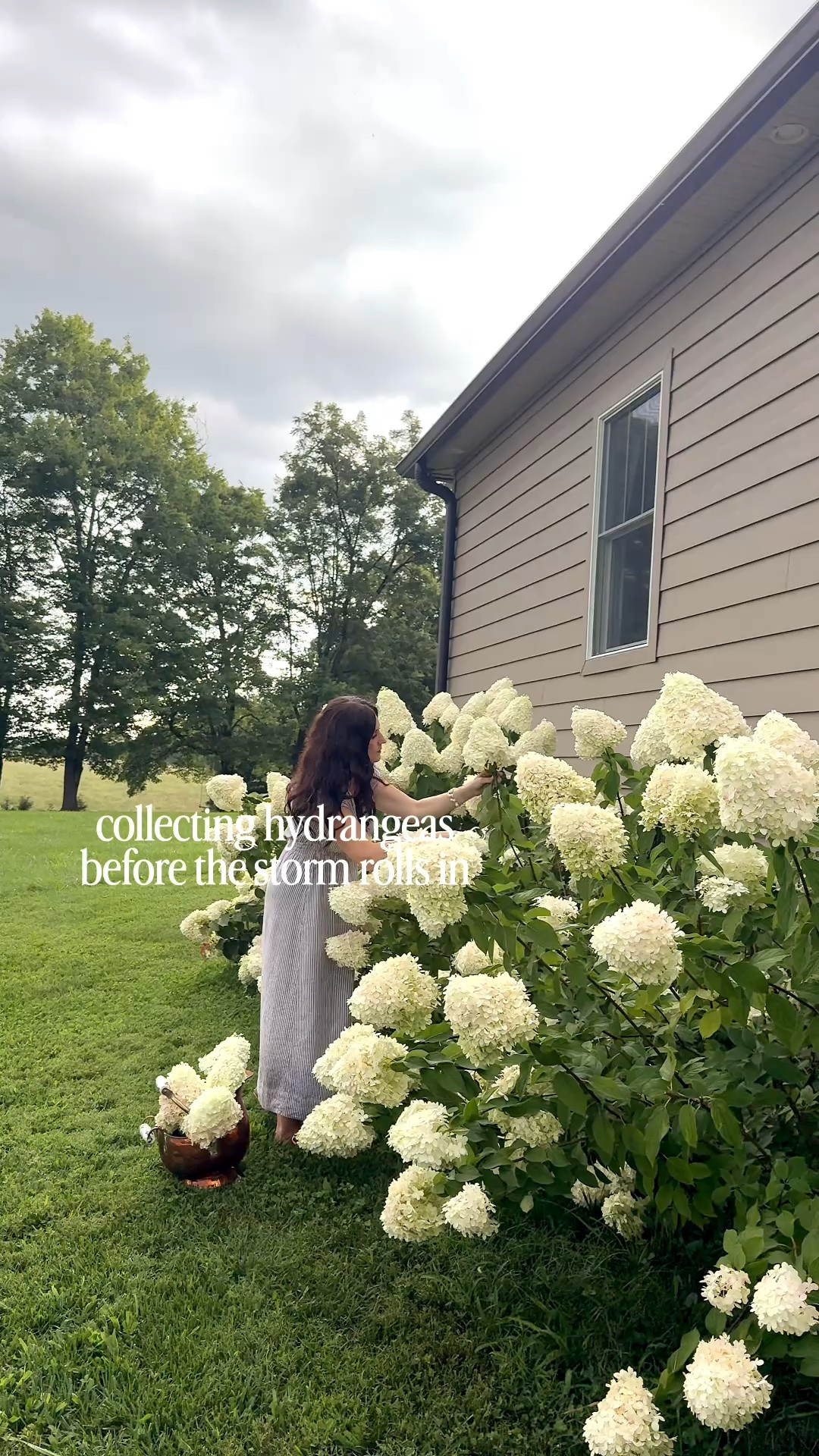 Collecting limelight hydrangeas for the house.

#LTKHome #LTKdayinmylife #LTKSeasonal