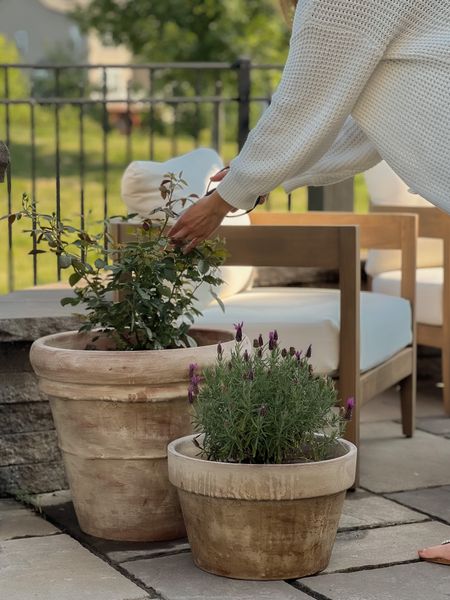 Aged planters with the perfect patina!

David Austin Desmonda roses and Fatspike lavender (Spanish) featured here.

Use garden lime mixed with water for a pancake consistency and brush on with a paint brush. I did 2 coats. You’ll have to reapply each year, but completely worth it.

#LTKsalealert #LTKSeasonal #LTKhome