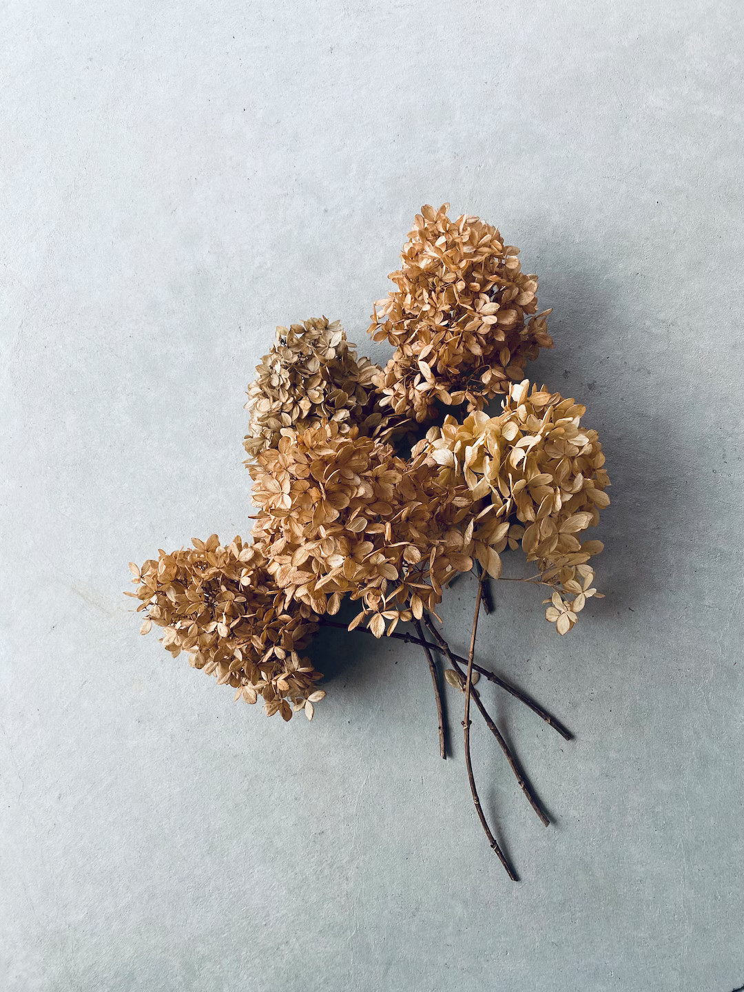 Brown Dried Hydrangeas cone Shape light Brown, 5 Stems - Etsy | Etsy (US)