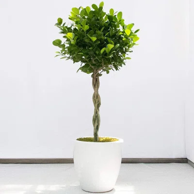 Daniella Ficus Weeping Fig Braid - Live Plant in an 10 Inch Growers Pot - Ficus Moclame - Beautiful Easy Care Air Purifying Indoor Houseplant | Wayfair North America
