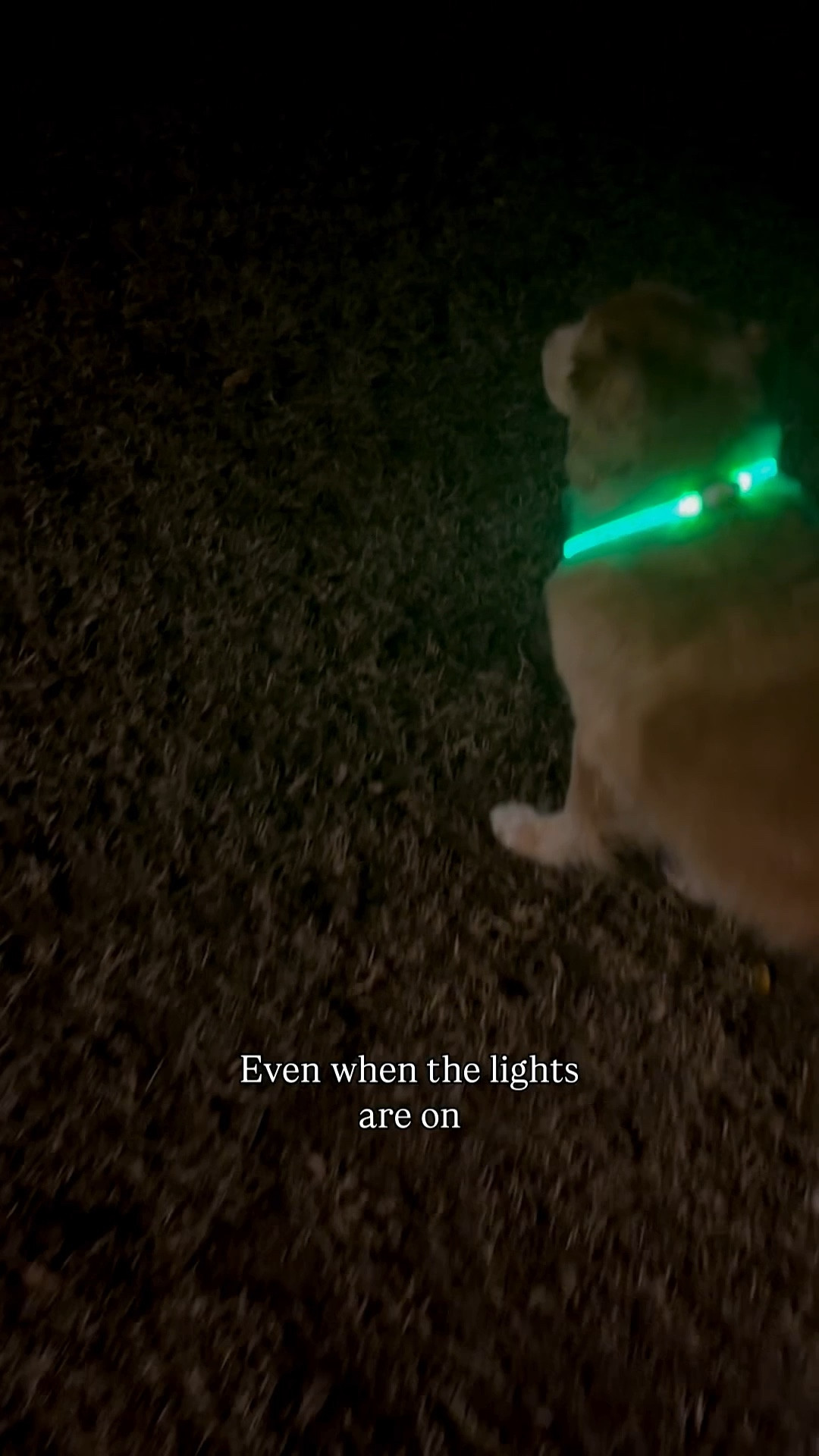 #dogmom If your dogs are hard to spot in a dark yard… or you walk your dogs in the dark … check out these LED collars.  We slip them on as they are headed out at night & early morning.  Gives me a little peace of mind.

#LTKvlog #LTKmomlife