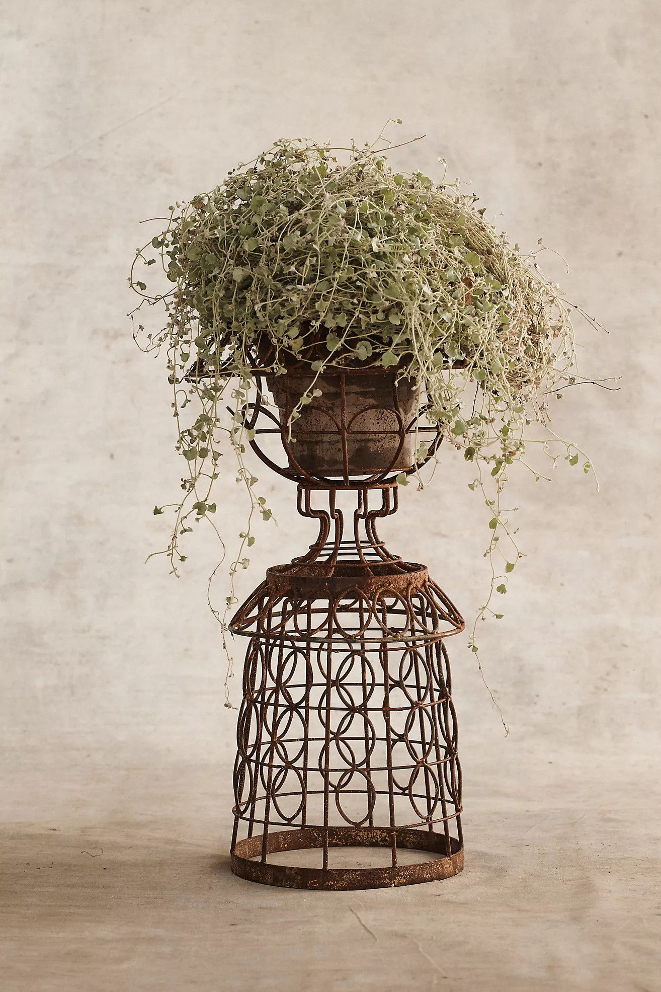 Aged Iron Wire Collared Plant Stand | Terrain