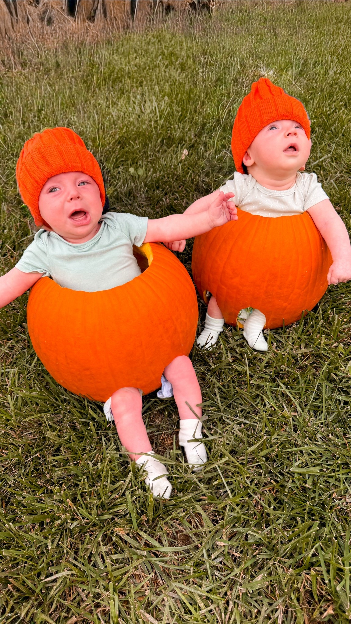 Naturally had the out the twins in pumpkins! Put them in their favorite bamboo bodysuits. 

#LTKBaby #LTKHalloween #LTKHoliday