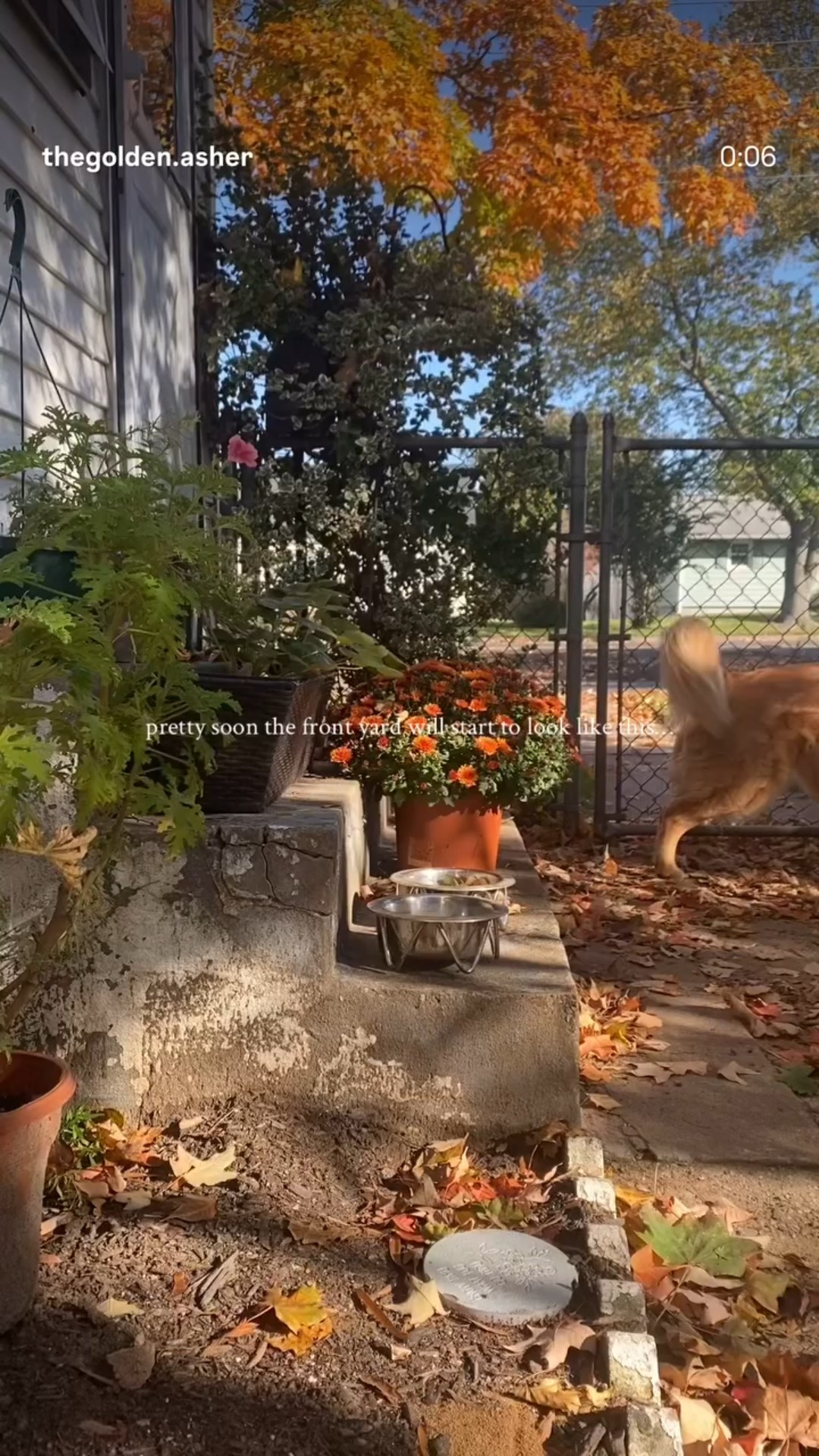 #fall #fallinspo #goldenretriever 

#LTKFallSale #LTKSeasonal #LTKPets