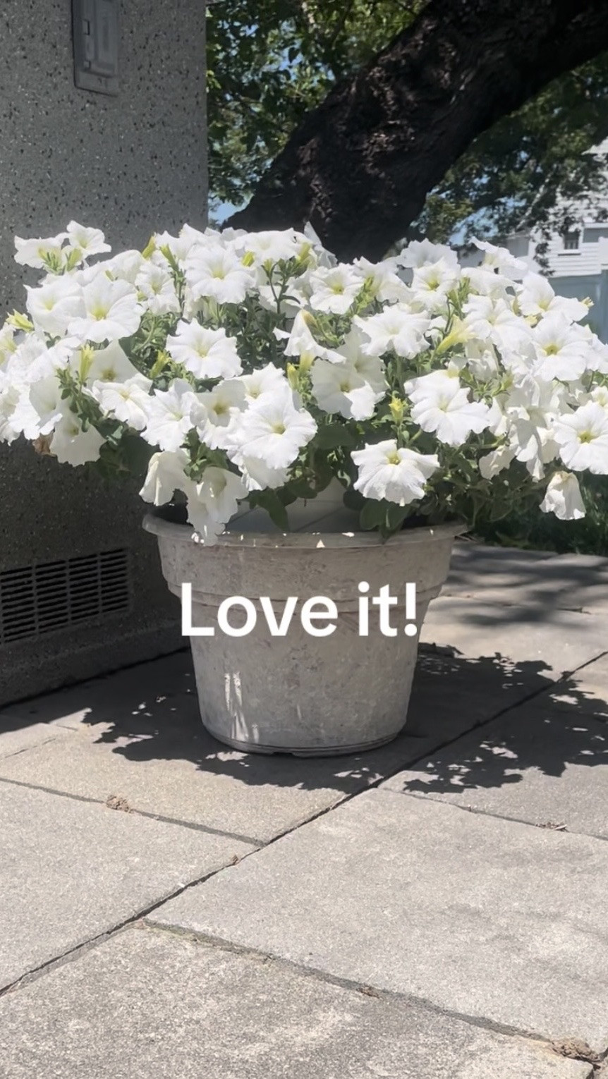 Resharing now that it’s Spring again! I gave my terracotta pots an old world aged look using garden lime, joint compound and a touch of paint, then seal with a matte spray sealer.

#LTKSeasonal #LTKHome