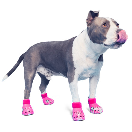 Pink Crocs - M
              
                LIMITED SUPPLY! | BarkBox